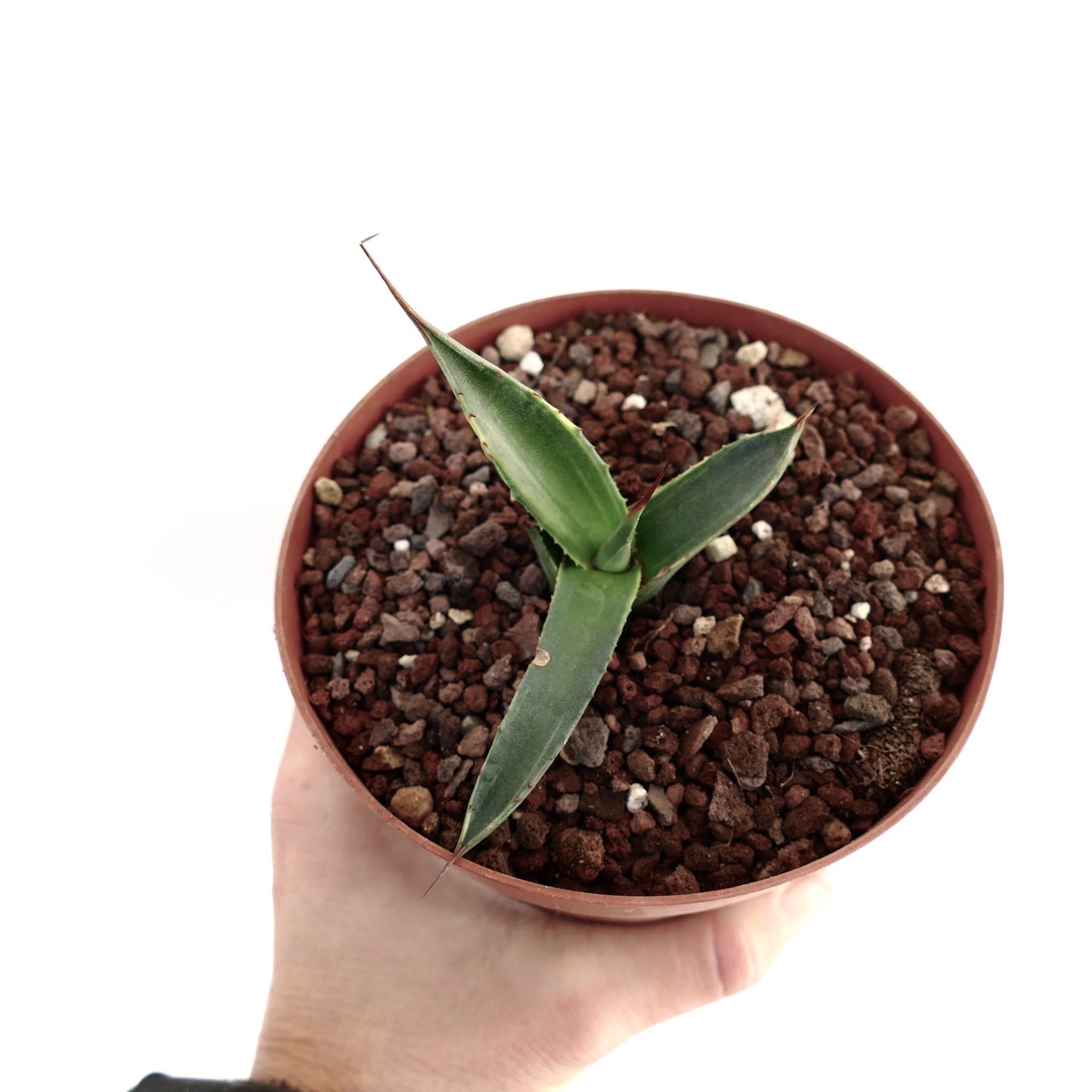 Agave asperrima subsp. potosiensis VARIEGATA 008