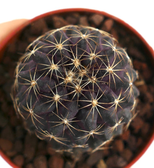 Copiapoa tenuissima SOUTH-EAST OF ANTOFAGASTA TR1-81