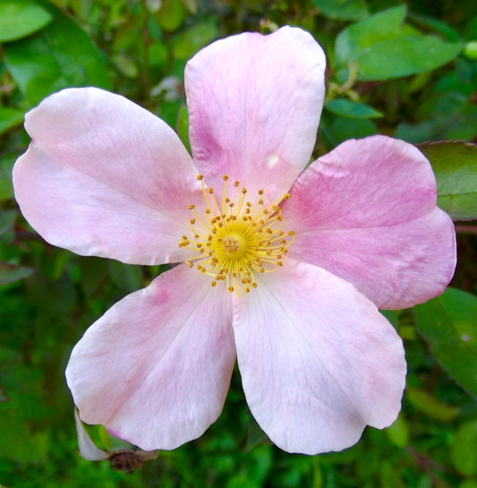 Rosa chinensis cv MUTABILIS 10-30cm