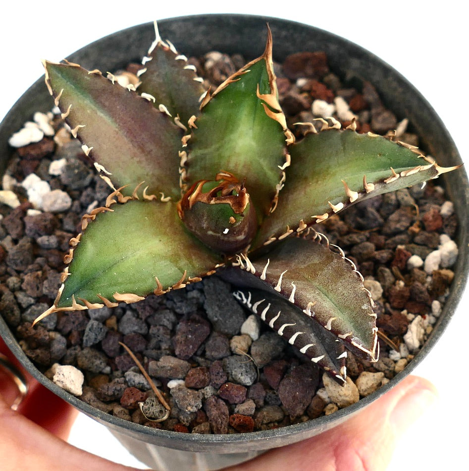 Agave titanota cv SHARK SHOUI CM2