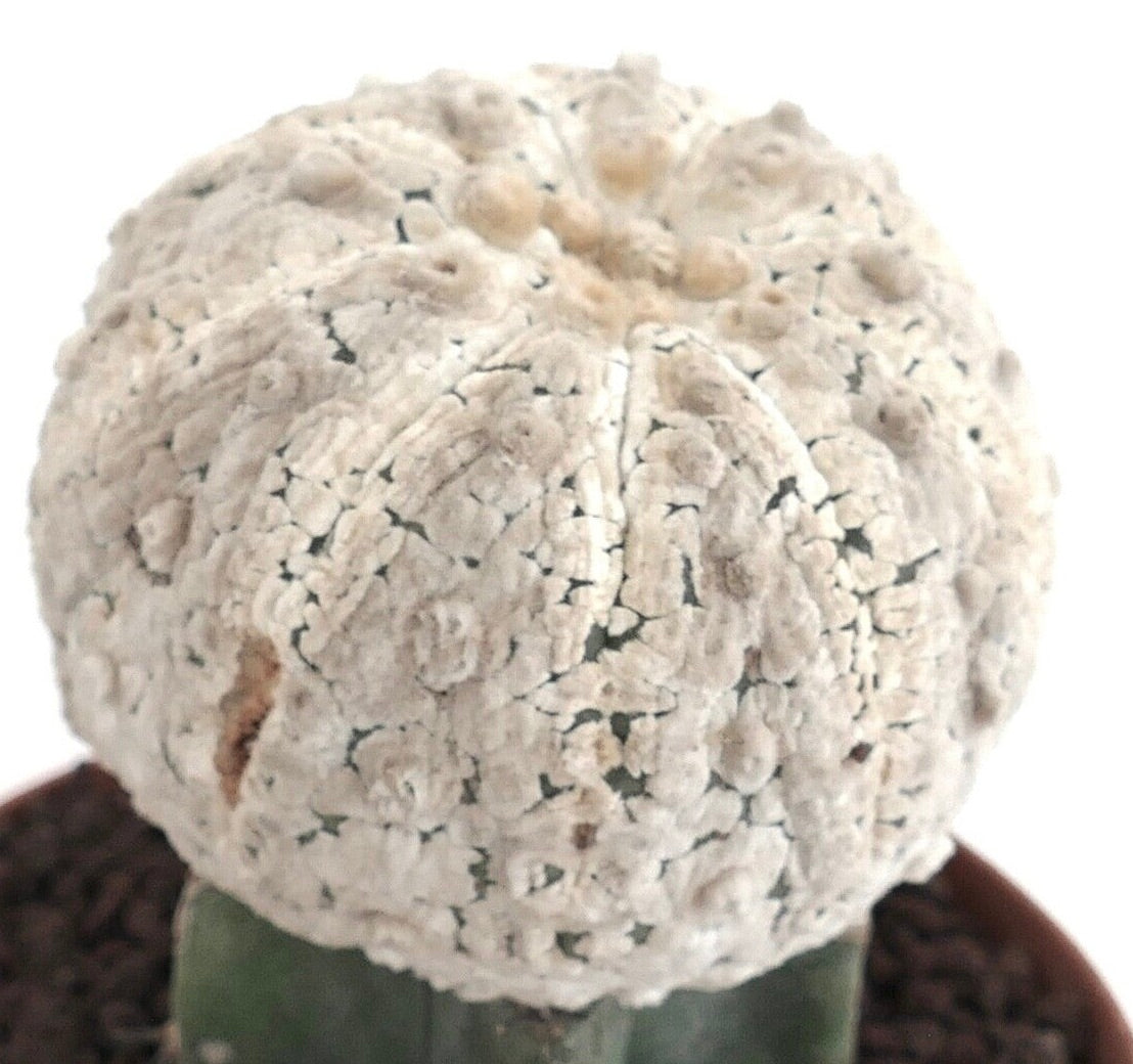 Astrophytum asterias cv SNOW BALL 9631