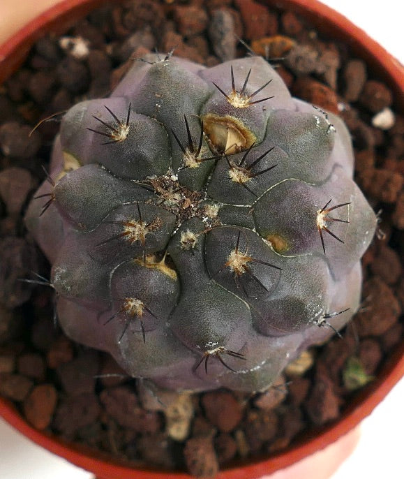 Copiapoa cinerea X griseoviolacea M739