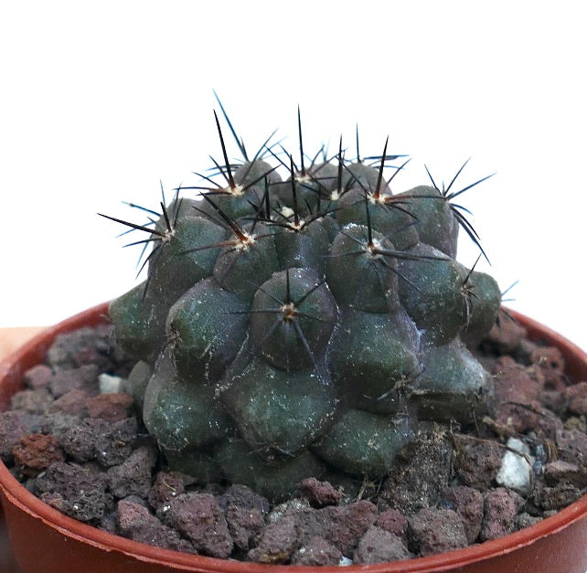 Copiapoa cinerea KIKKO X Copiapoa humilis NAP10