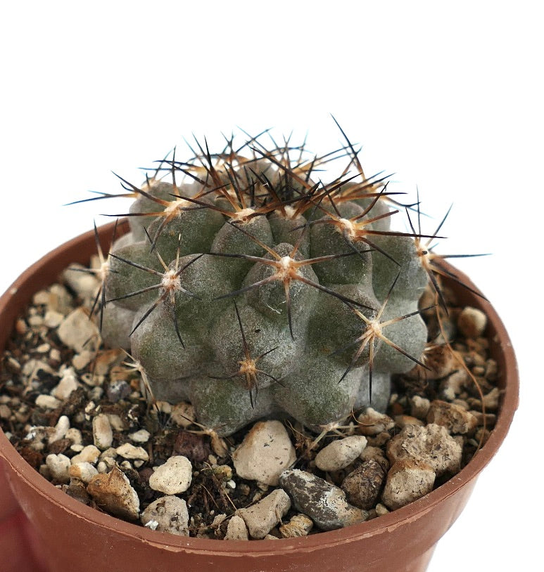 Copiapoa vallenarensis (VALLENAR south of Huasco) RMZ2