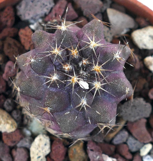 Copiapoa griseoviolacea X Copiapoa goldii SAB15