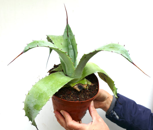 Agave weberi X eborispina LONG SPINES (Mr. Corsi HYBRID) GH8