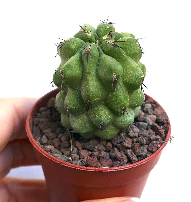 Copiapoa cinerea KIKKO GREEN X Copiapoa hypogaea RNM46