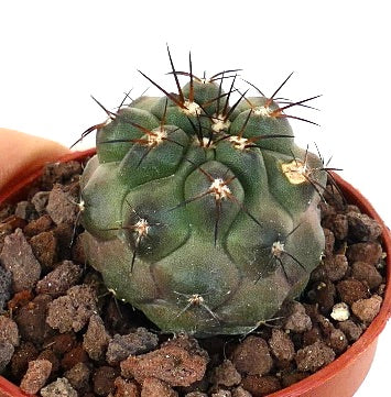 Copiapoa cinerea GREEN X griseoviolacea K778