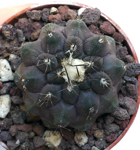 Copiapoa cinerea X Copiapoa hypogaea SPF4