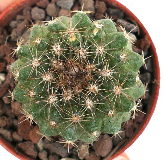 Copiapoa serpentisulcata LZ31