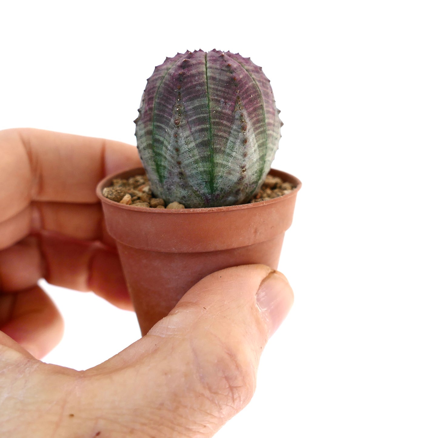 Euphorbia obesa PINK GREY RS9Z