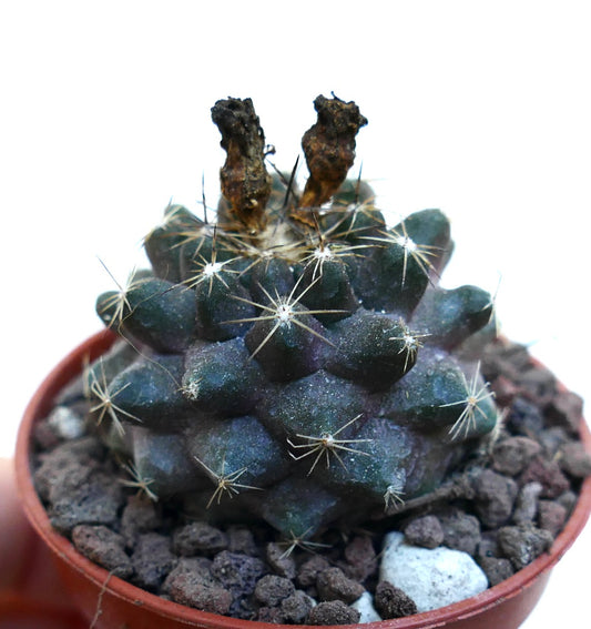 Copiapoa humilis X Copiapoa tenuissima WE331