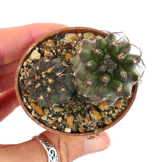 Copiapoa cinerea x atacamensis & Copiapoa cinerea X columna-alba 9M7