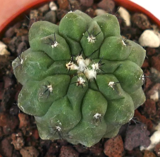 Copiapoa cinerea GREEN X hypogaea 60/2017