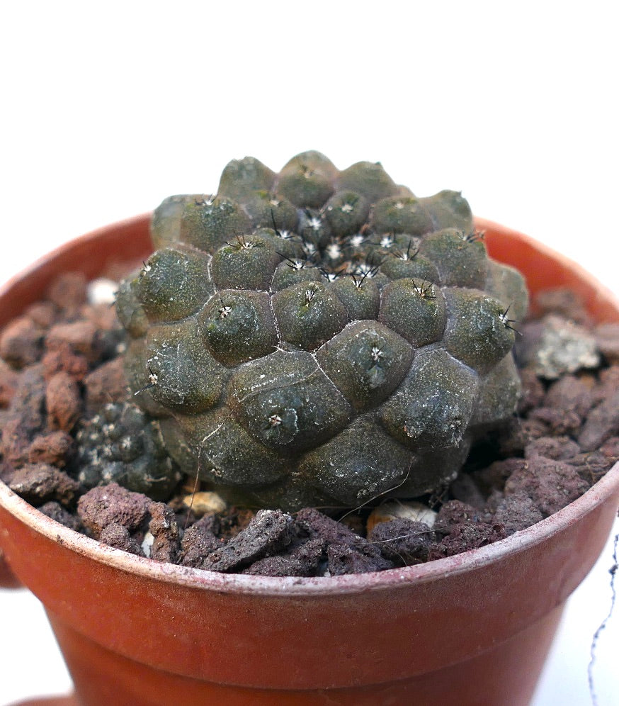 Copiapoa hypogaea GREY SAB90