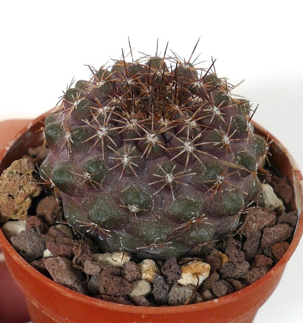 Copiapoa humilis X tenuissima 4A