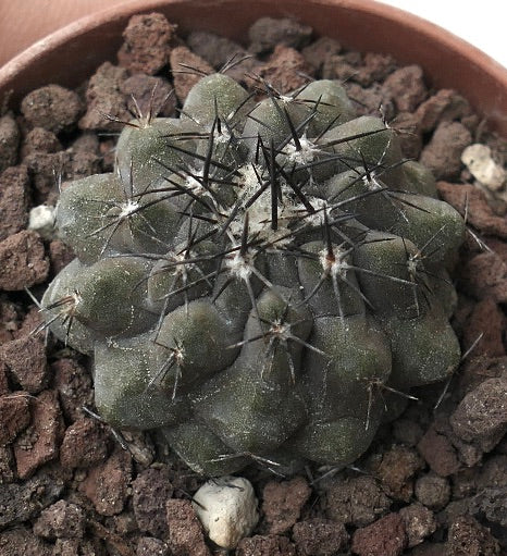 Copiapoa cinerea X humilis XF412