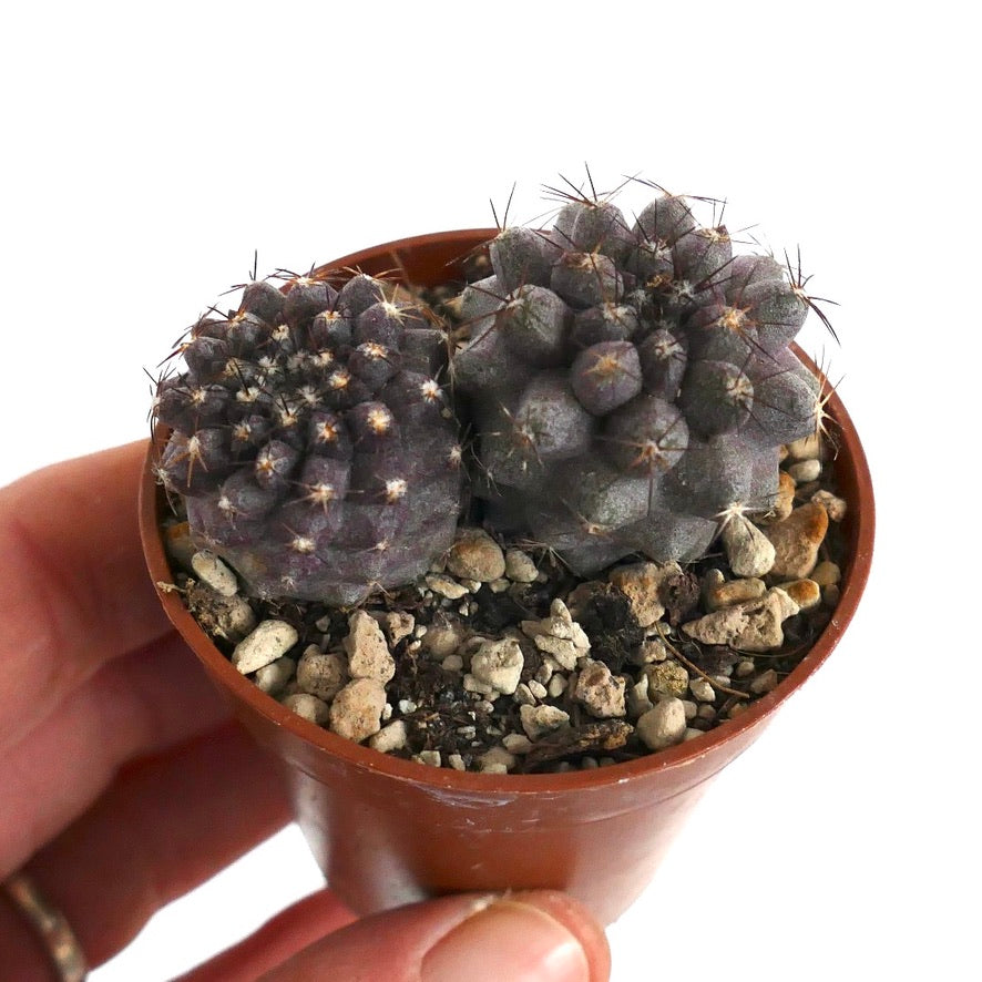 Copiapoa humilis (2 seedlings) 85