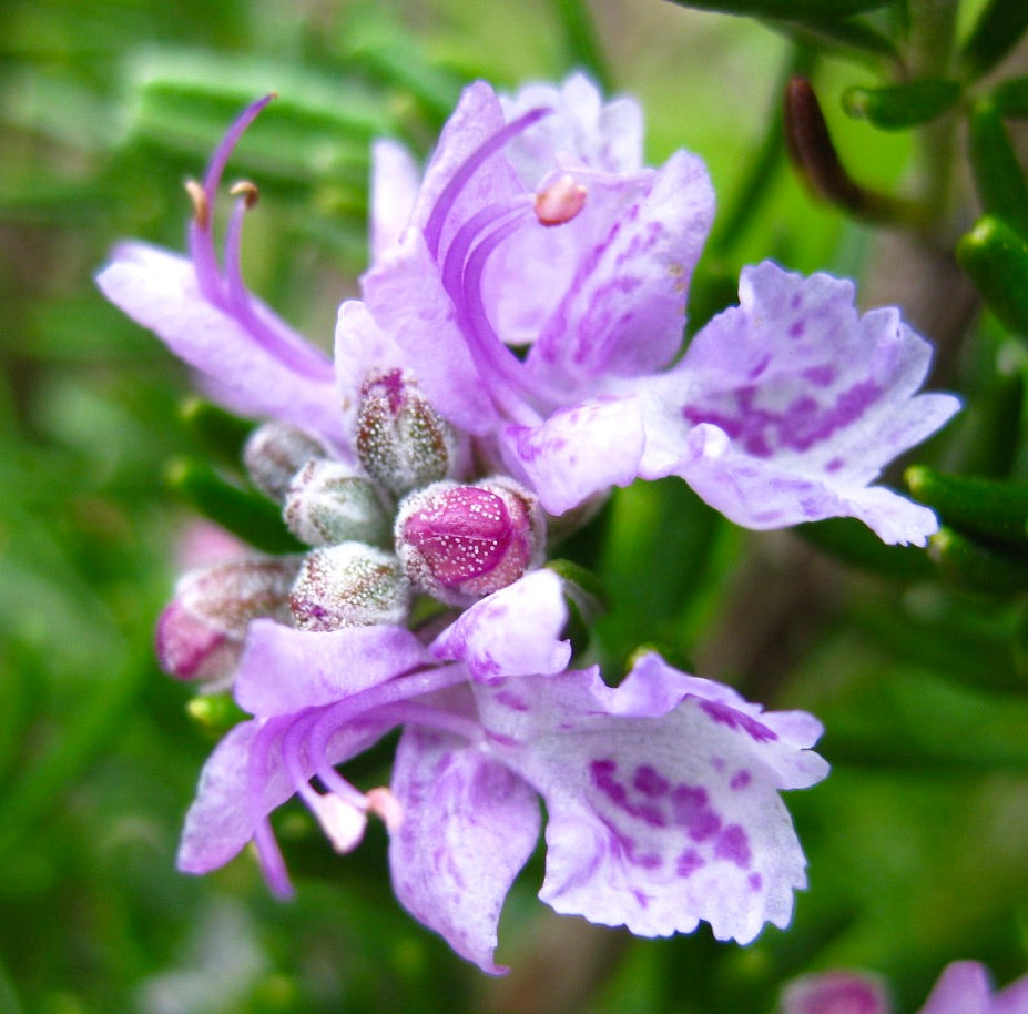 Rosmarinus officinalis cv MAJORICA PINK 15-20cm