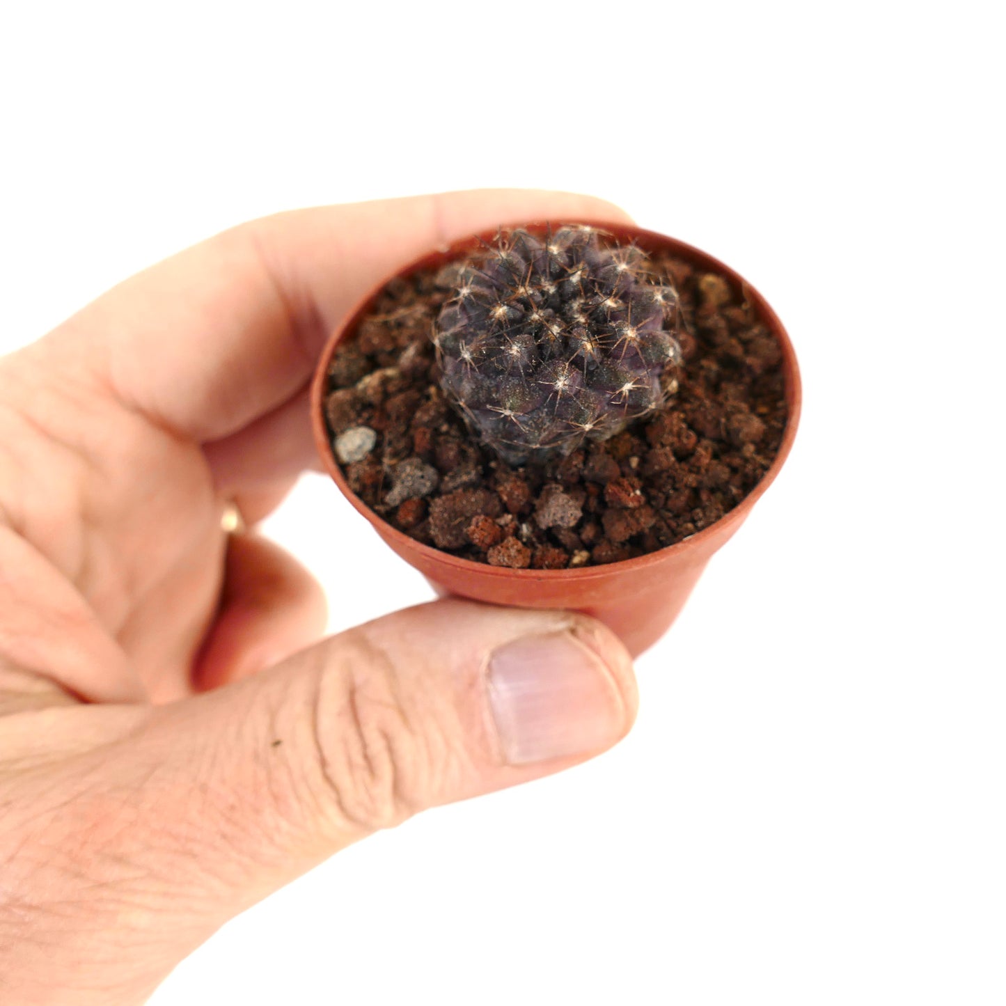 Copiapoa humilis DARK D12