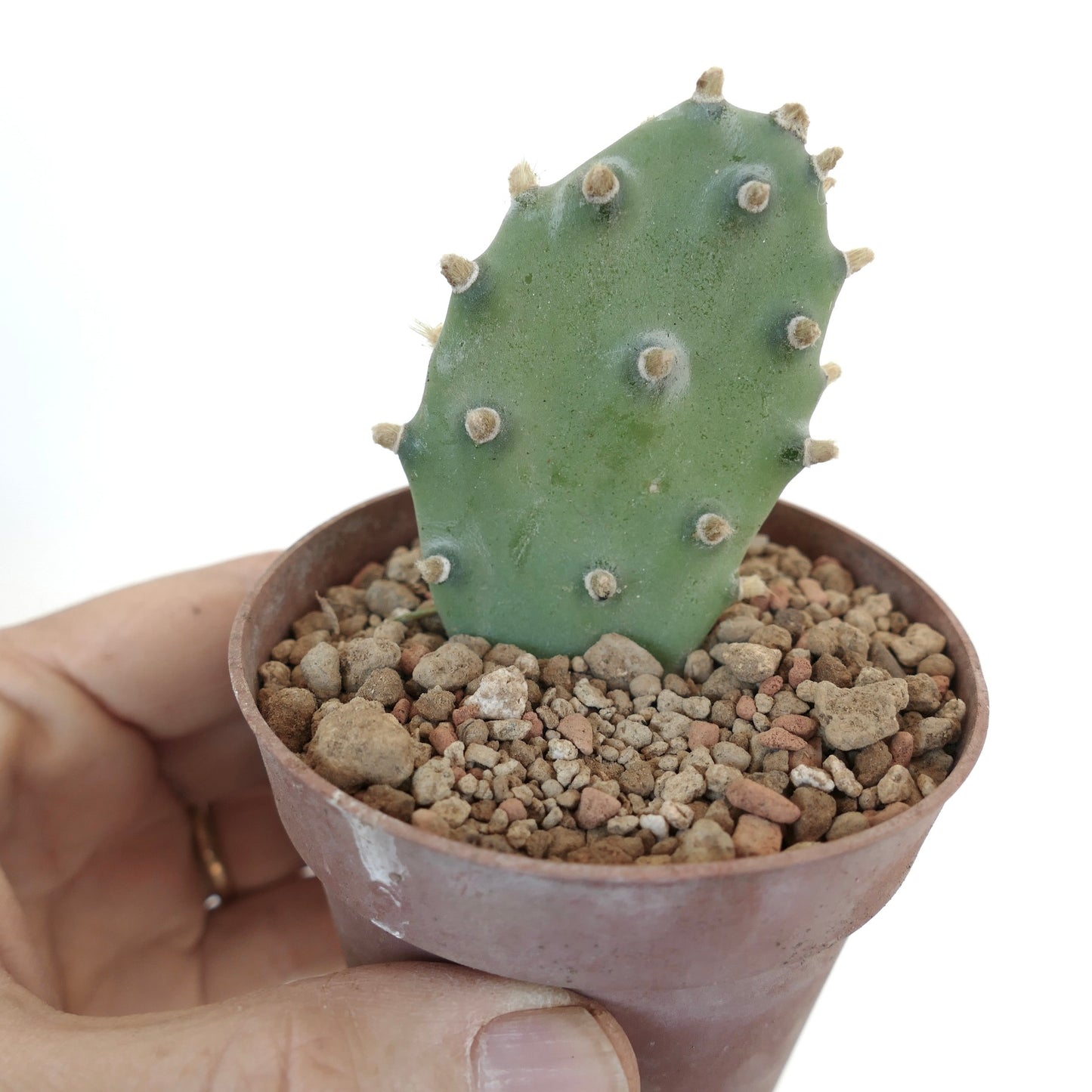 Opuntia sp. "BAKAMI" ex Thailand (unrooted) 5Q5