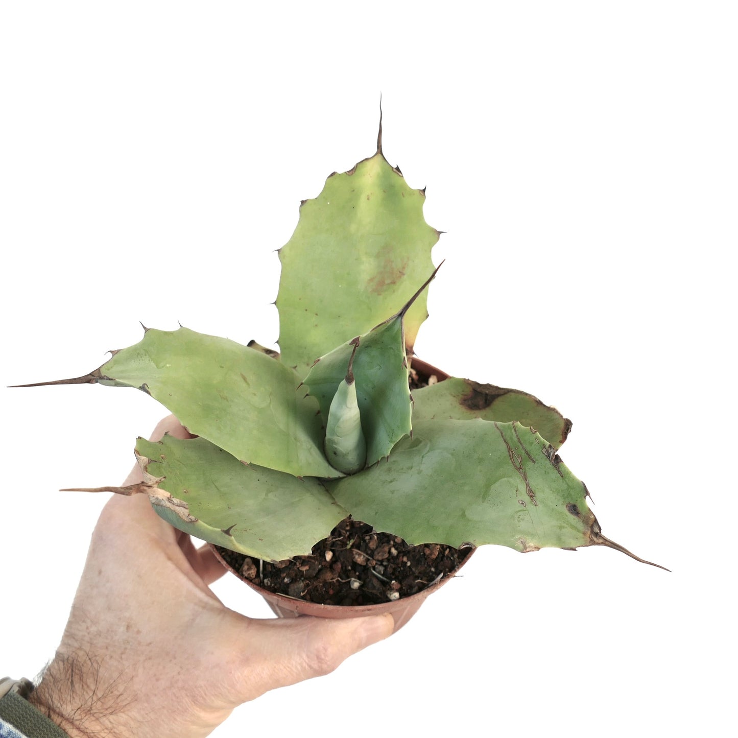 Agave bovicornuta X Agave parryi (Mr Corsi) 37ML