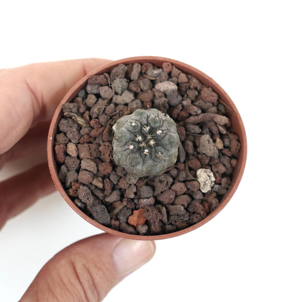 Copiapoa cinerea TALTAL XY2