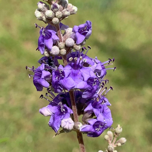 Vitex agnus-castus 30-60cm