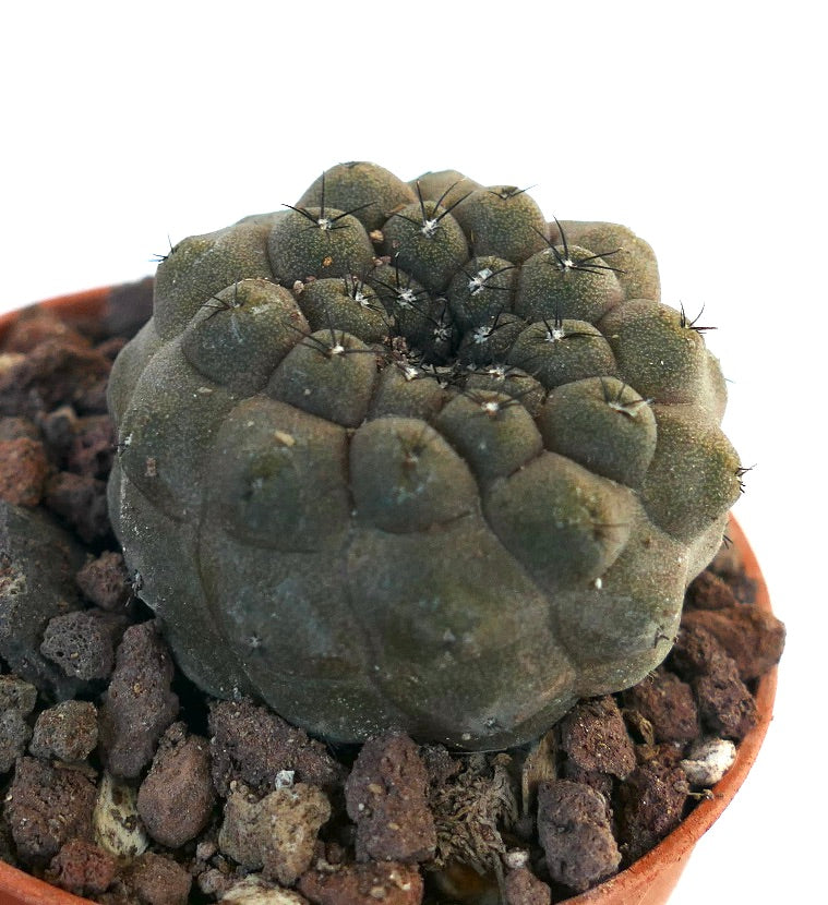 Copiapoa hypogaea 2QK24