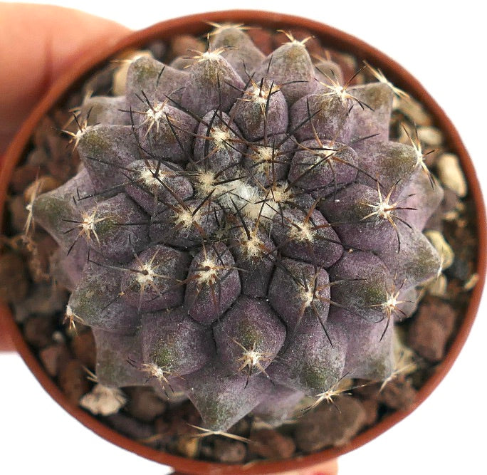 Copiapoa humilis Q25