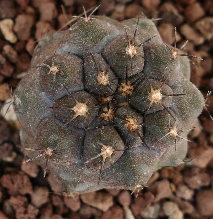 Copiapoa cinerea x hypogaea N23