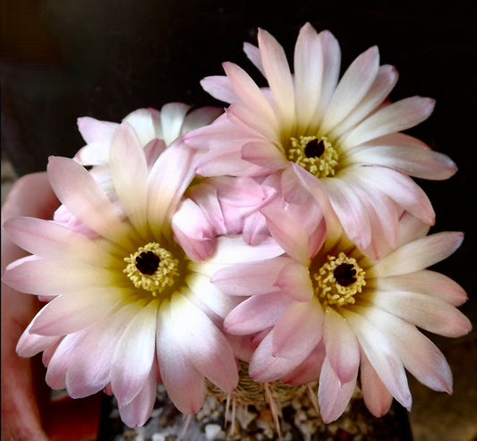 Notocactus rutilans SEEDS