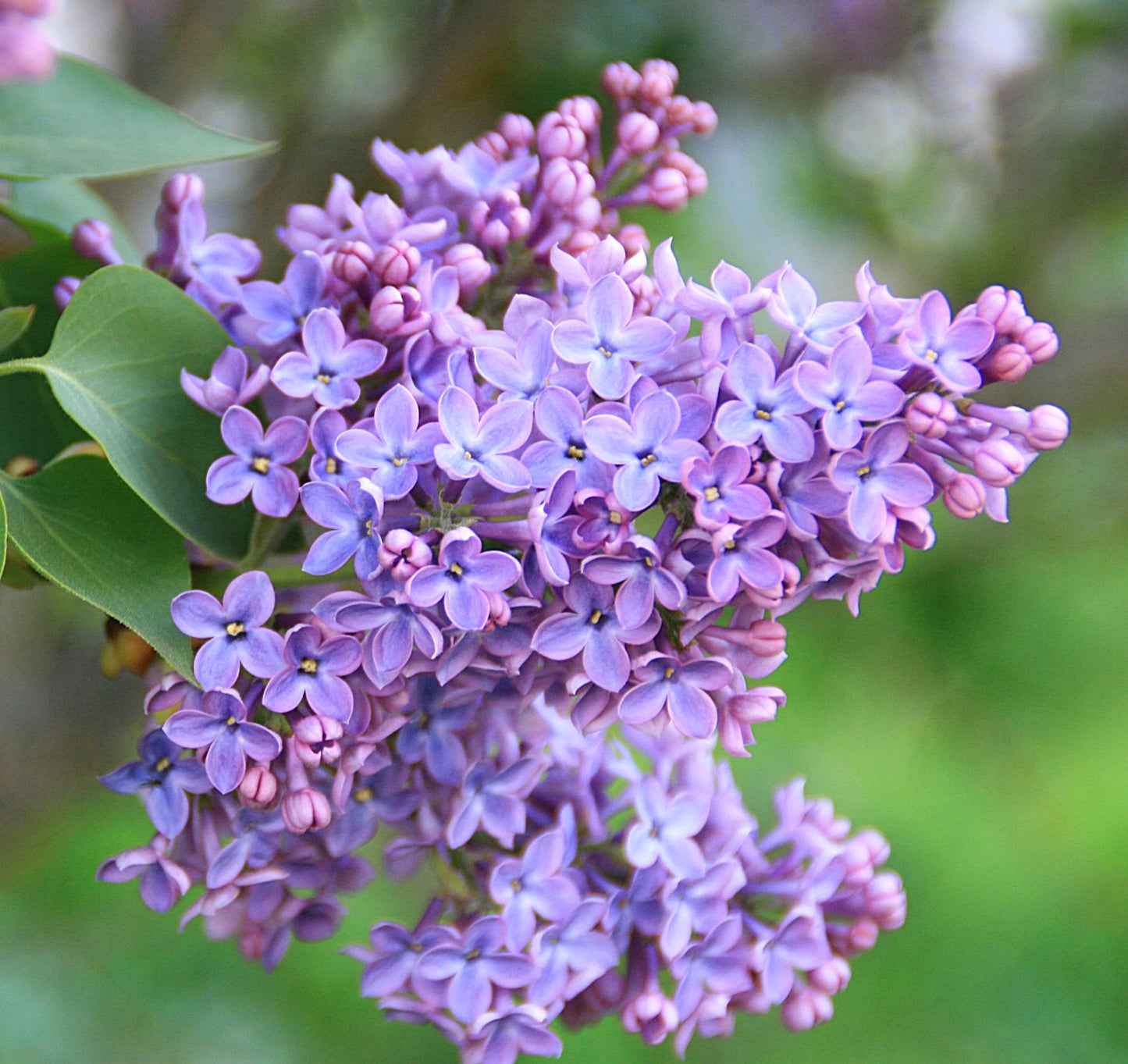 Syringa vulgaris 50-60cm