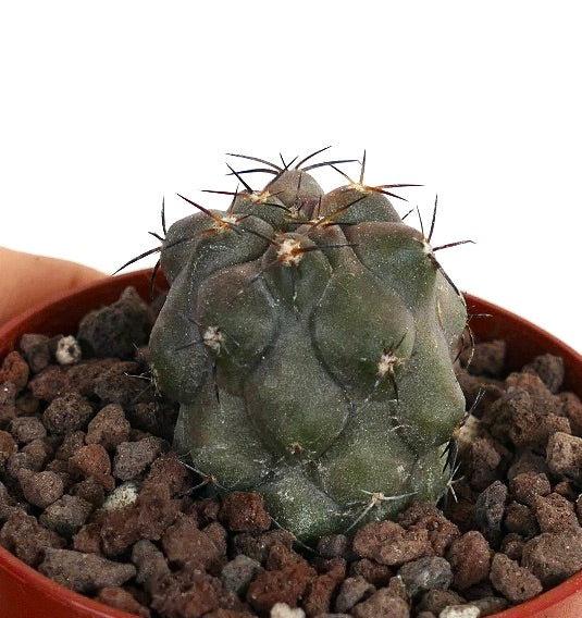 Copiapoa cinerea X desertorum Z5