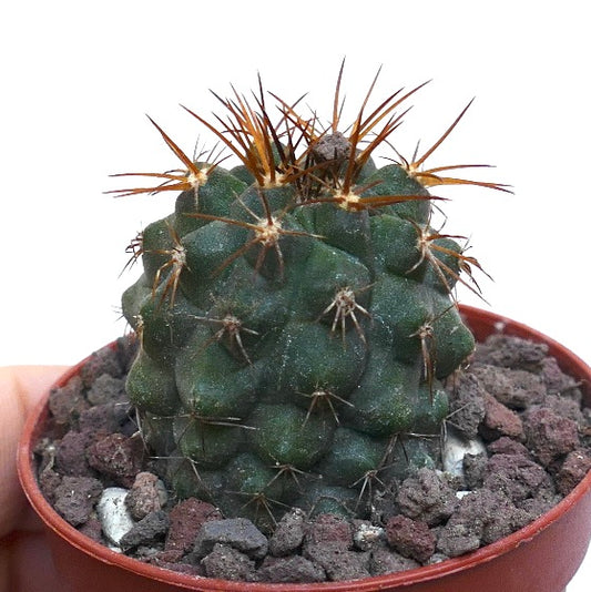 Copiapoa cinerea X Copiapoa goldii WE206