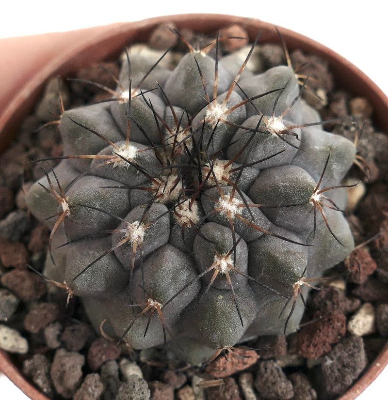 Copiapoa cinerea form KIKKO X serpentisulcata D9MN