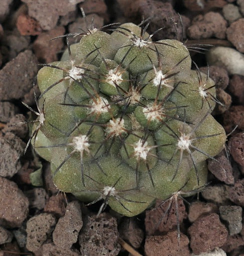 Copiapoa cinerea X humilis 13551