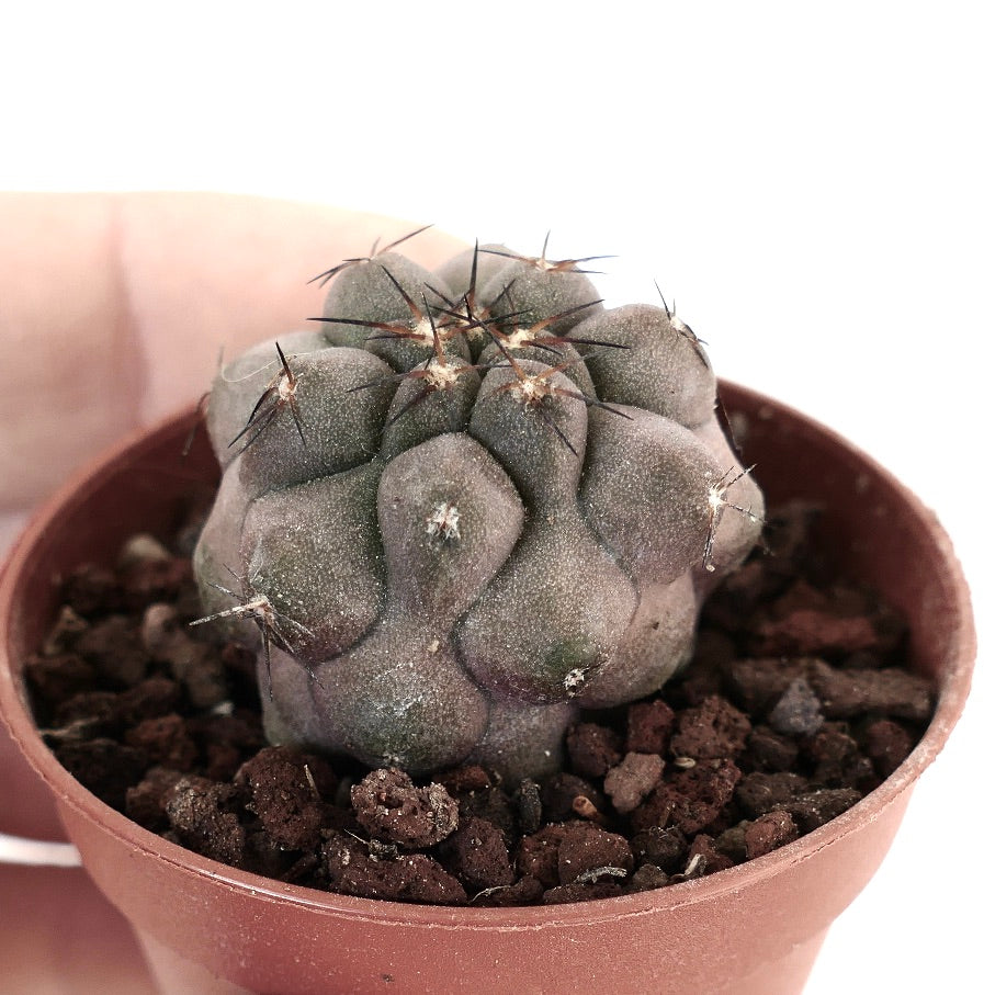 Copiapoa cinerea x hypogaea TUP1