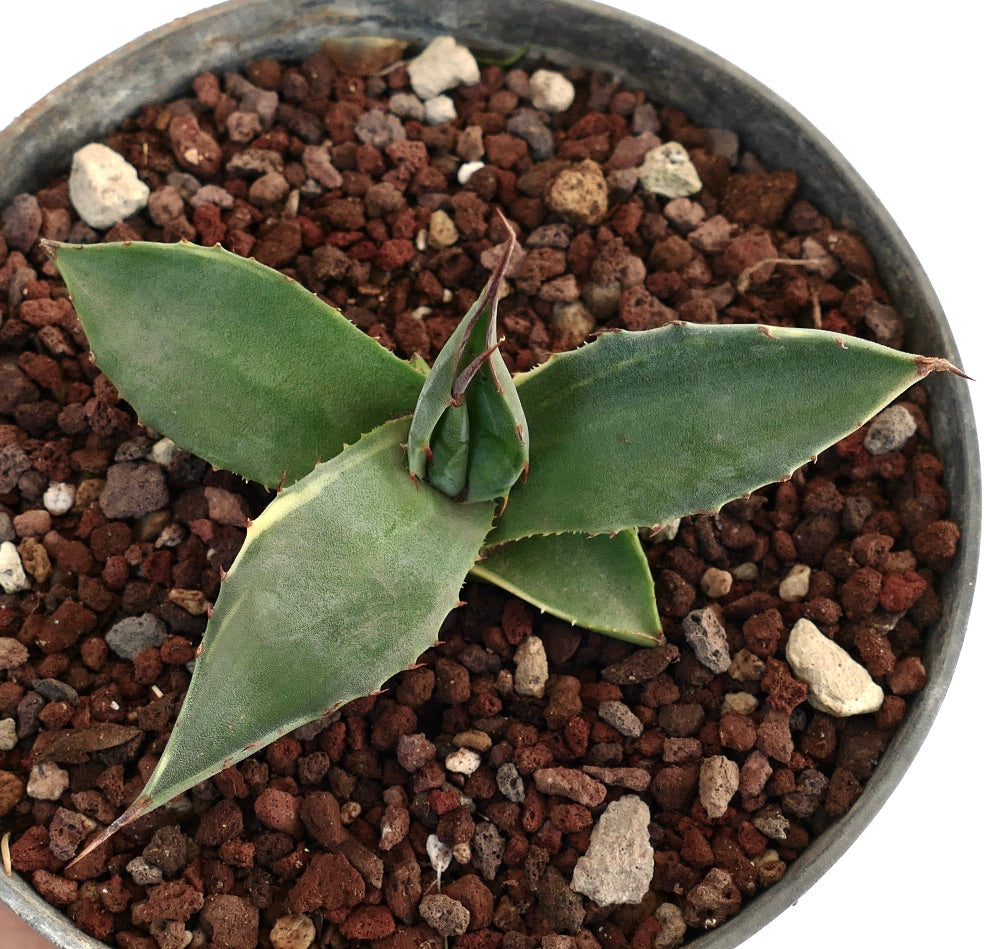 Agave asperrima VARIEGATA N771