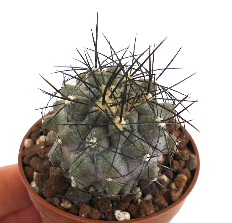 Copiapoa cinerea form longispina 207M