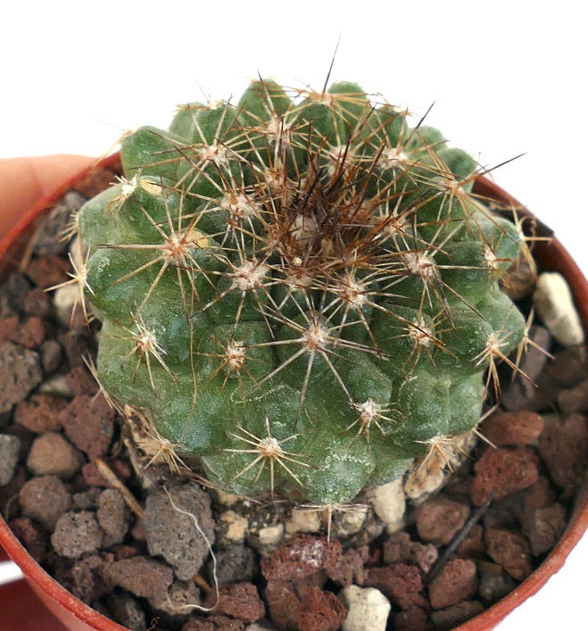 Copiapoa serpentisulcata LZ31