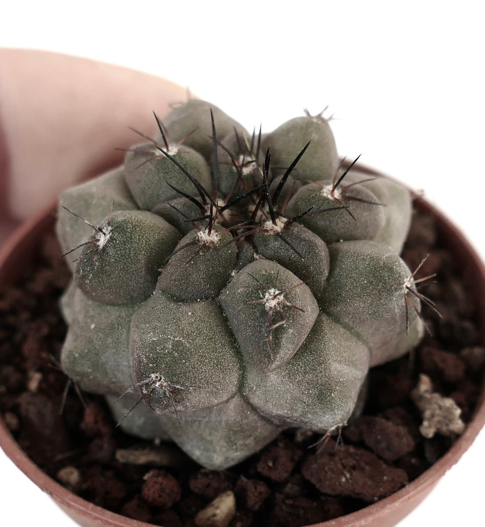 Copiapoa cinerea KIKKO X Copiapoa hypogaea 6B