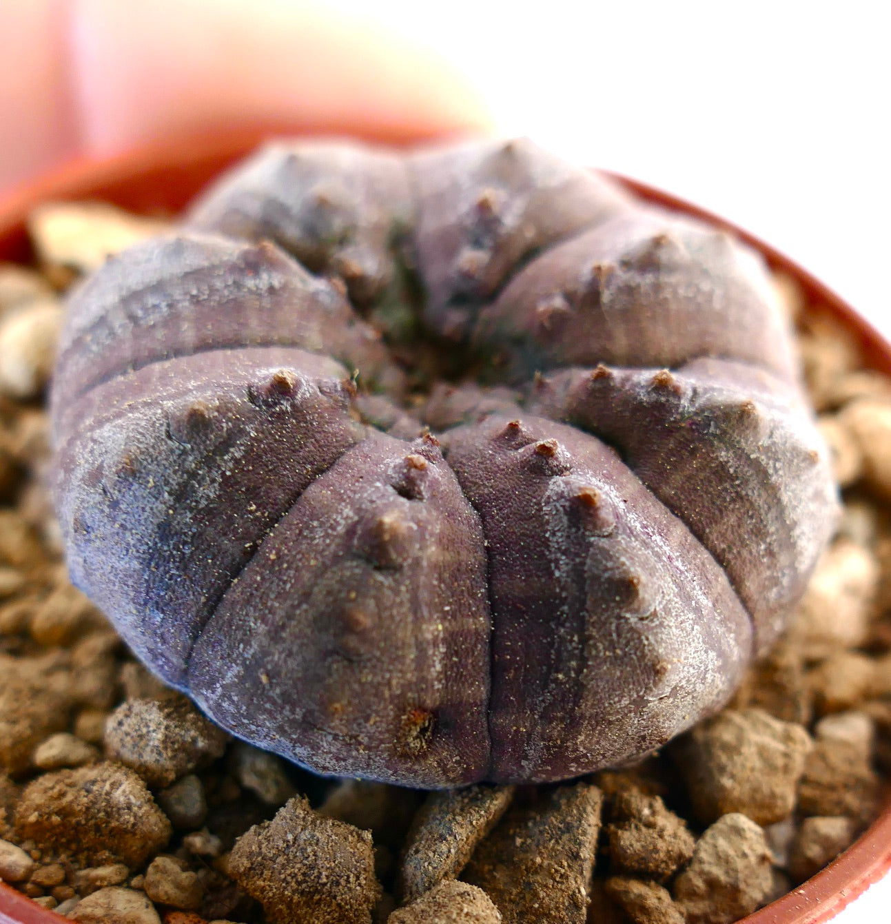 Euphorbia obesa GREY KIKKO AG9