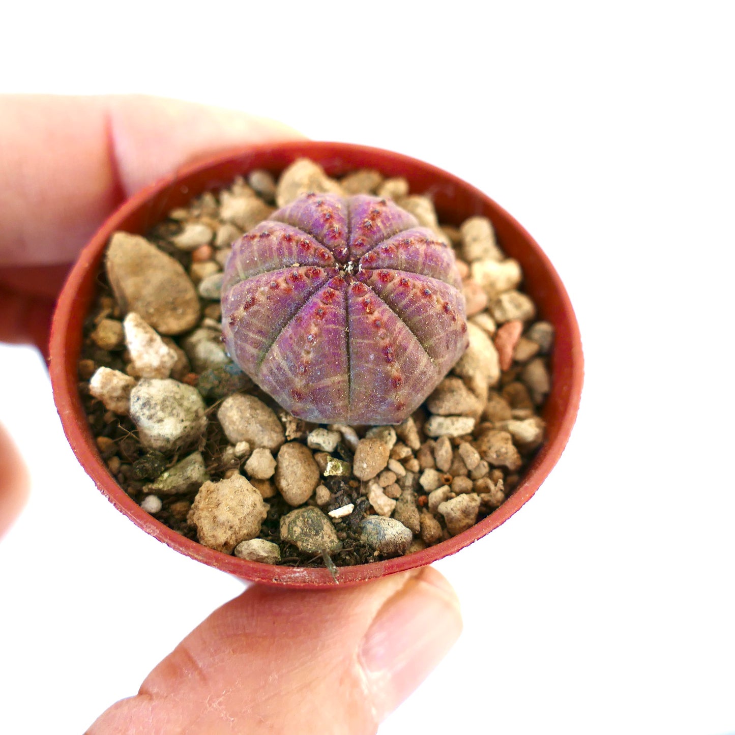 Euphorbia obesa PINK BODY CRA-XY