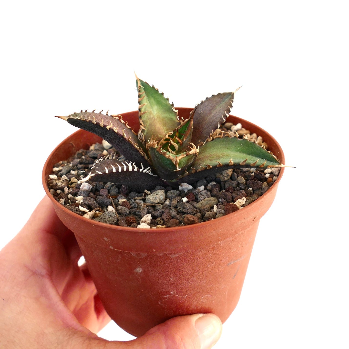 Agave titanota cv SHARK SHOUI Z1Z