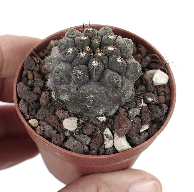 Copiapoa cinerea form nuda X Copiapoa cinerea KIKKO 6663-PU2427