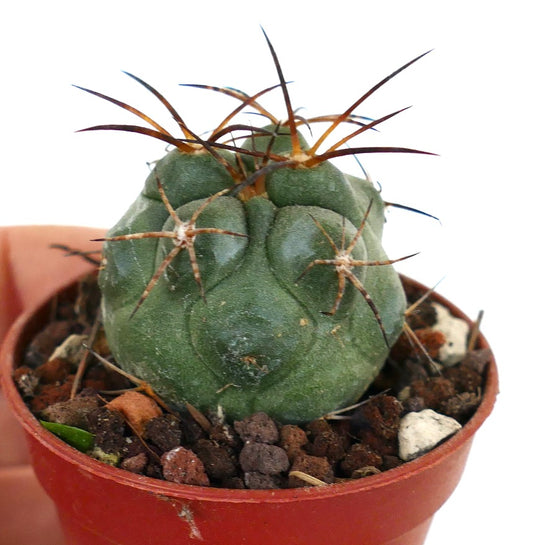 Copiapoa solaris GH791