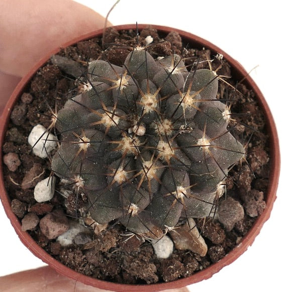 Copiapoa cinerea X dura SF13