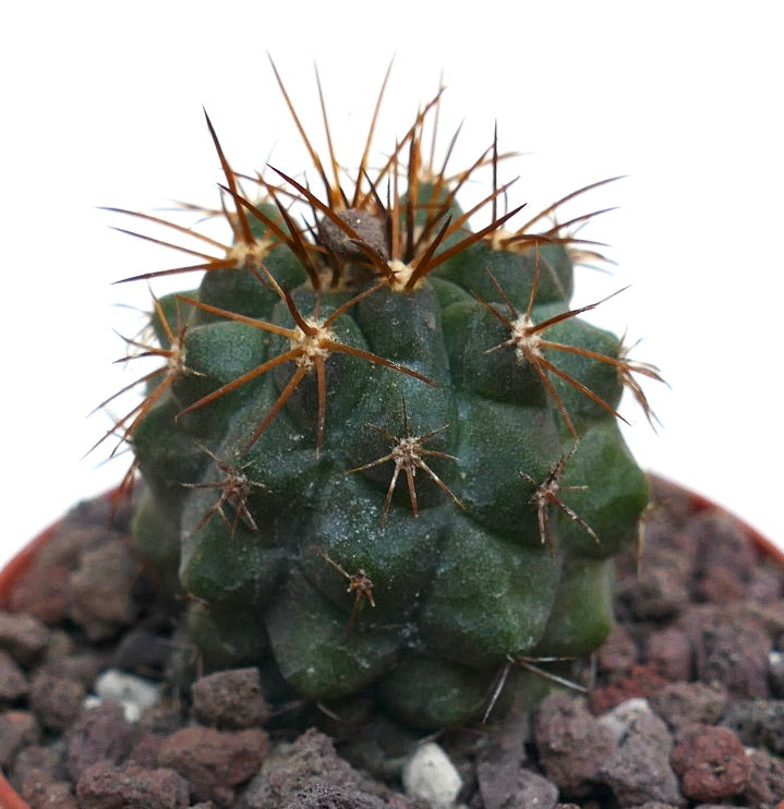 Copiapoa cinerea X Copiapoa goldii WE206