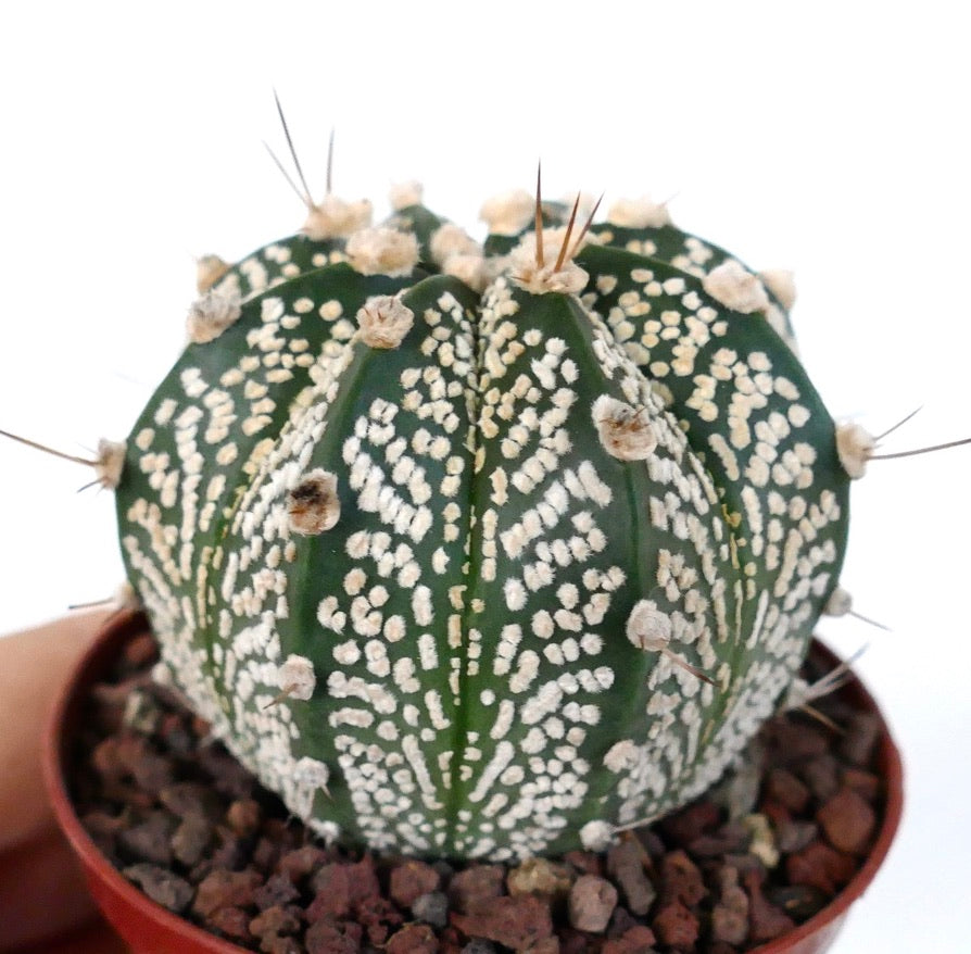 Astrophytum cv ONZUKA x SUPERKABUTO 73B